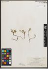 Foto von Salix nivalis Hook.